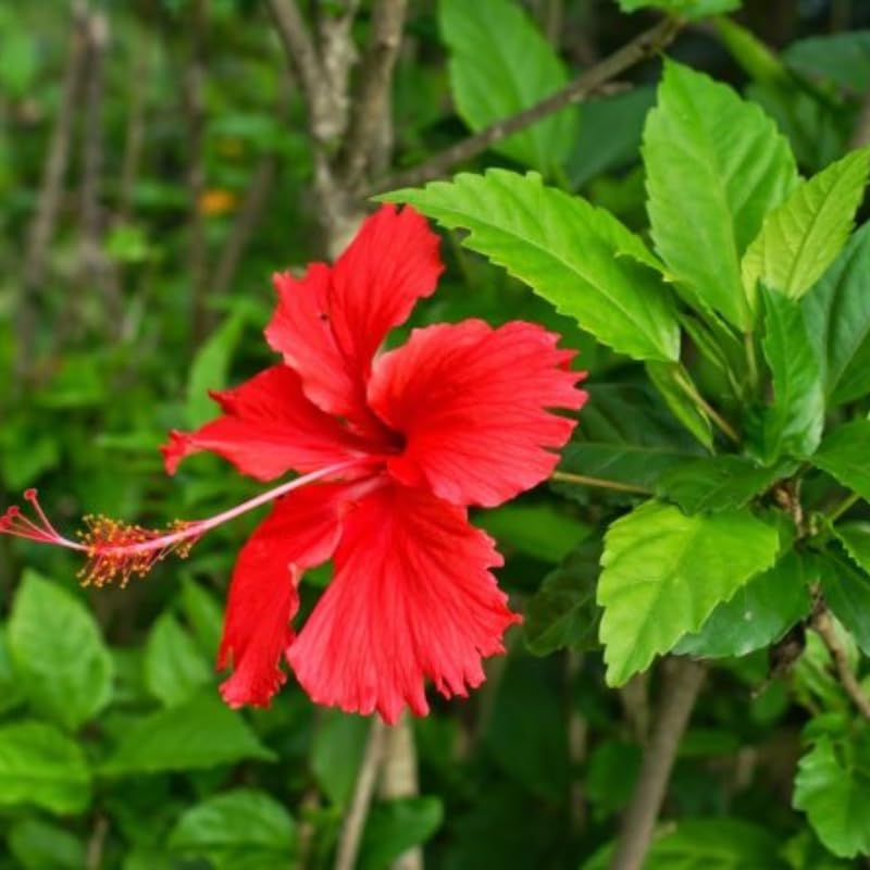 2 Red Hibiscus Althea Live Plants for Planting | 12–18 Inch Tall | Red Flowering Rose of Sharon Trees for Outdoor Gardens & Privacy Screens
