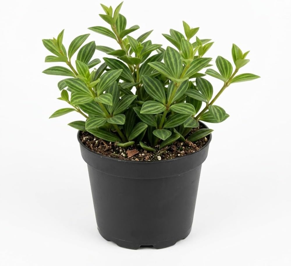 Peperomia Beetle Live Plant, 4'' Inch Pot, Easy-Care Peperomia Live Indoor Houseplant, Attractive Trailing Houseplant for Home & Office Décor