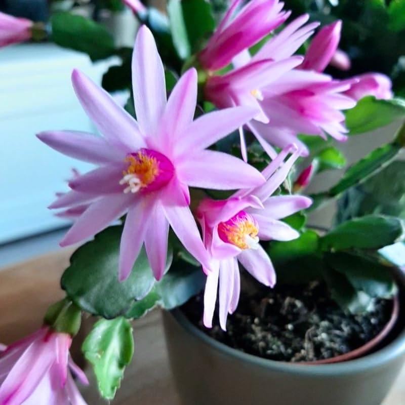 Pink Easter Cactus Live Plant | Delicate Pink Spring Flowers 3 Inch Tall | Easy Care Easter Cactus Plants Live for Indoor Décor, Small Spaces and Gifting
