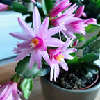 Pink Easter Cactus Live Plant | Delicate Pink Spring Flowers 3 Inch Tall | Easy Care Easter Cactus Plants Live for Indoor Décor, Small Spaces and Gifting