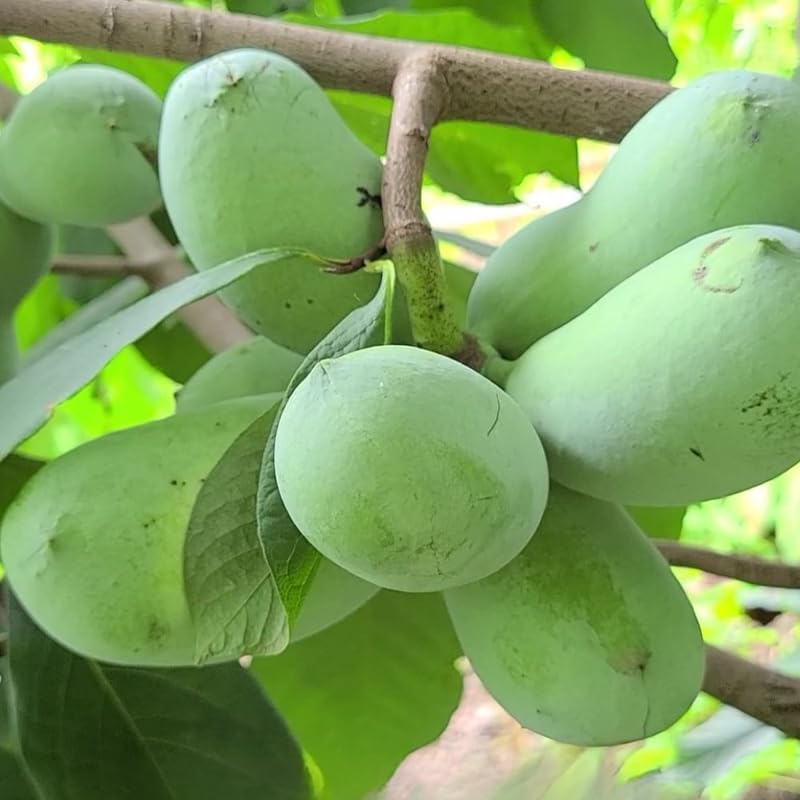 2 Pawpaw Live Plants | 1-2 Feet Tall Bare Root Seedlings | Asimina Triloba Native Fruit Trees | Deciduous Tropical Tree for Backyard