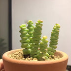 String of Buttons Succulent Live for Planting | Rooted Crassula Perforata in 2 Inch Pot | Rare House Plant for Home & Office Decor