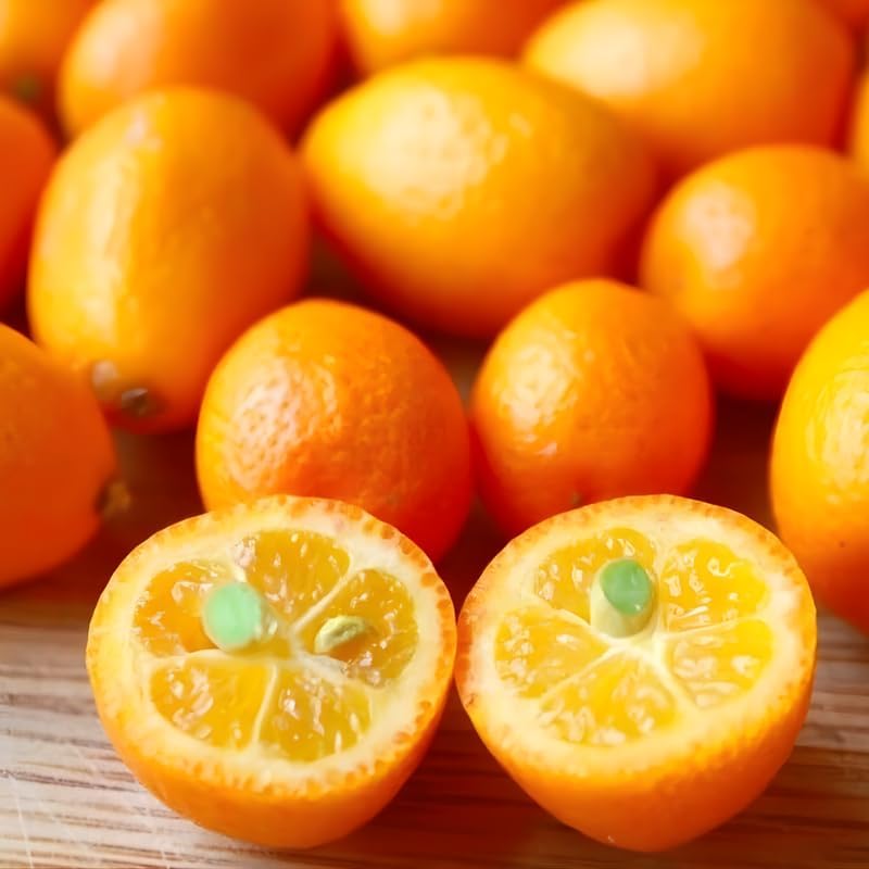 Live Meiwa Kumquat Tree 3 Ft Tall | Productive Sweet Citrus Fruit Tree | Fresh Kumquats for Planting | Ideal for Backyard & Patio Containers