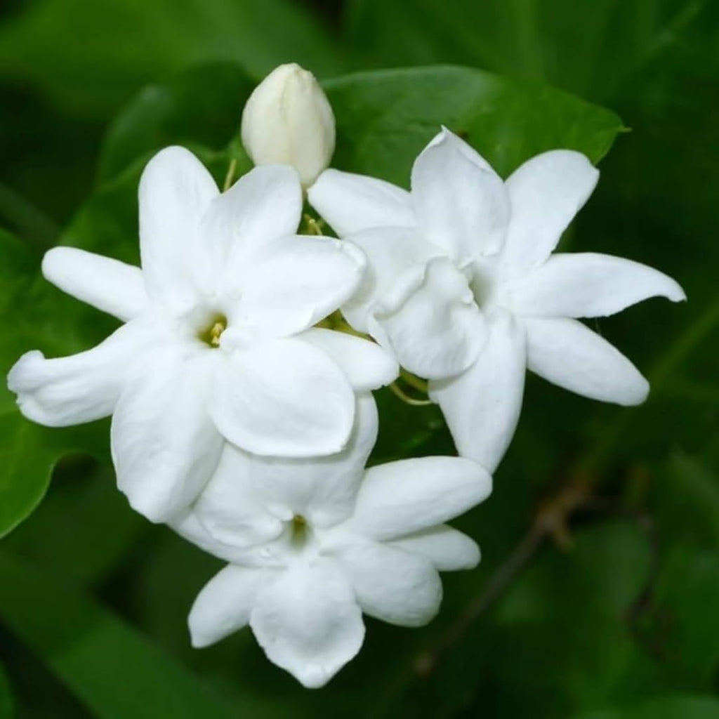 Belle of India Jasmine Plant Live | Size 4 to 5 Inch Tall | Housewarming Friendship Gifts for Women Best Friend Presents for Mom Birthday Gift for New Home