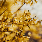 2 Lynwood Gold Forsythia Live Plant – 10 to 12 Inch Tall | Hardy Outdoor Flowering Shrub with Brilliant Yellow Blooms | Fast-Growing Live Hedge or Border Plant