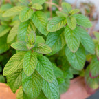 Chocolate Mint Plants Live, Mint Plants for Inside and Home Décor, 3-Inch Potted Fresh Herb for Indoor Outdoor Growing