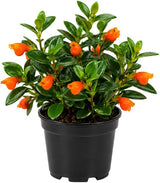 Goldenfish Plant Live for Planting in 4-Inch Pot | Vibrant Trailing Goldfish Tree with Orange Blooms | Perfect for Indoor Displays | Unique Gift for Plant Enthusiasts