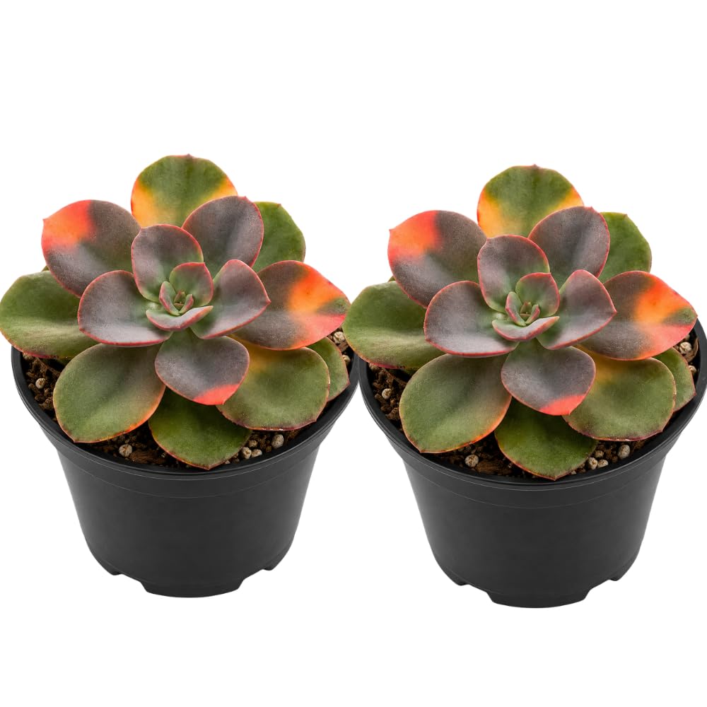 2 Echeveria Chroma Succulent Plants Live, 2 Inch Pot, Rare Live Succulent, Easy Care, Vibrant Color Indoor Houseplant for Home, Office Décor, Small Spaces & Gifts
