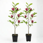 2 Ann Magnolia Tree, 12-18 Inch Tall in 2.5 Inch Pot, Vigorous Spring Bloomer for Sunny Backyard Landscapes, Fragrant Flower Tree