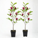 2 Ann Magnolia Tree, 12-18 Inch Tall in 2.5 Inch Pot, Vigorous Spring Bloomer for Sunny Backyard Landscapes, Fragrant Flower Tree