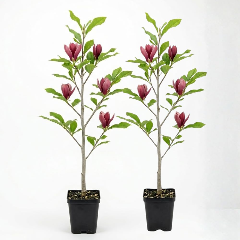 2 Ann Magnolia Tree, 12-18 Inch Tall in 2.5 Inch Pot, Vigorous Spring Bloomer for Sunny Backyard Landscapes, Fragrant Flower Tree
