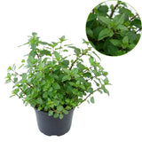 Chocolate Mint Plants Live Outdoor and Garden, Mint Plants Live in 3-Inch Pot, Cold-Hardy Mint Herb for Patios, Containers, and Ground Cover