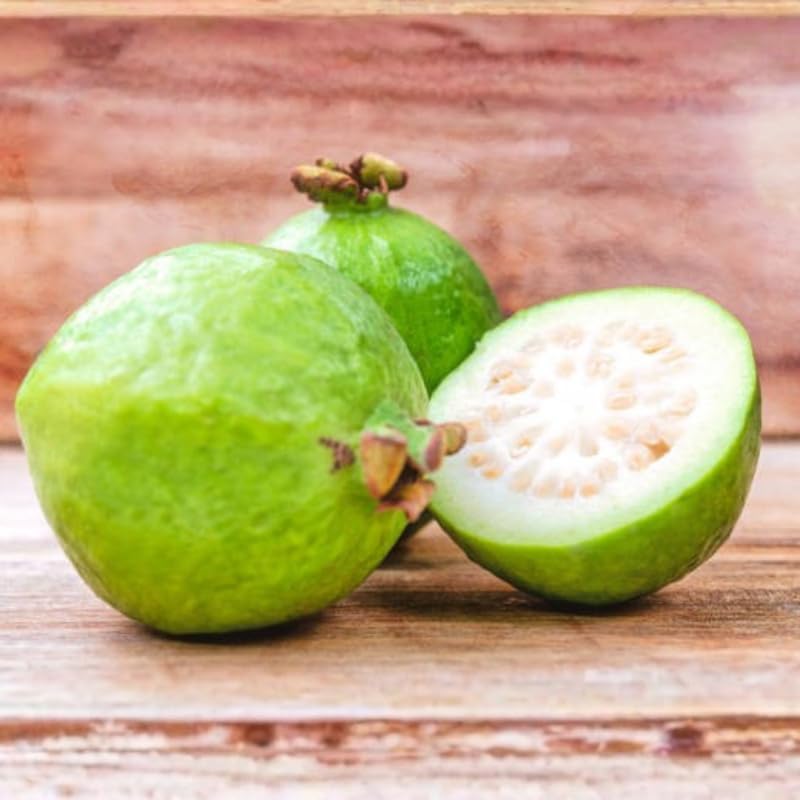(No Ship to CA,HI,AK) Guava Tree Live Plant - Thai White Guava, 3 Gallon Pot, 2-3 Feet Tall, Tropical Fruit Tree Live Plants for Backyard and Large Containers
