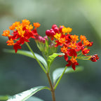 Milkweed Plants Live, Live Milkweed Plants, Size 4 Inch Tall, Bright Spring Blooms, Upright Growth for Garden Beds & Butterfly Gardens