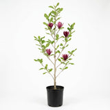 Ann Magnolia Tree, 12-18 Inch Tall in 1 Gallon Pot, Deep Pink Flowering Deciduous Shrub for Backyard and Garden Rows