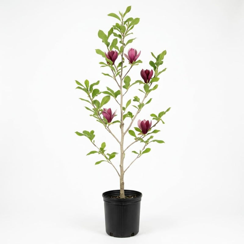 Ann Magnolia Tree, 12-18 Inch Tall in 1 Gallon Pot, Deep Pink Flowering Deciduous Shrub for Backyard and Garden Rows