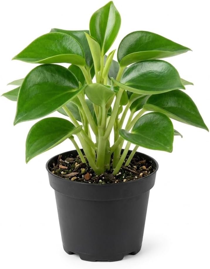 Raindrop Chinese Money Plant, 4" Pot, Stunning Indoor Plant for Home Décor, Robust Pet-Safe Houseplant with Unique Teardrop Leaves, Sturdy Upright Growth