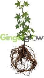 10 Sweet Gum Tree Tree Live Plants | 1-2ft Bare Root Seedlings | Low Maintenance Shade Tree | Well-Rooted Native Plants