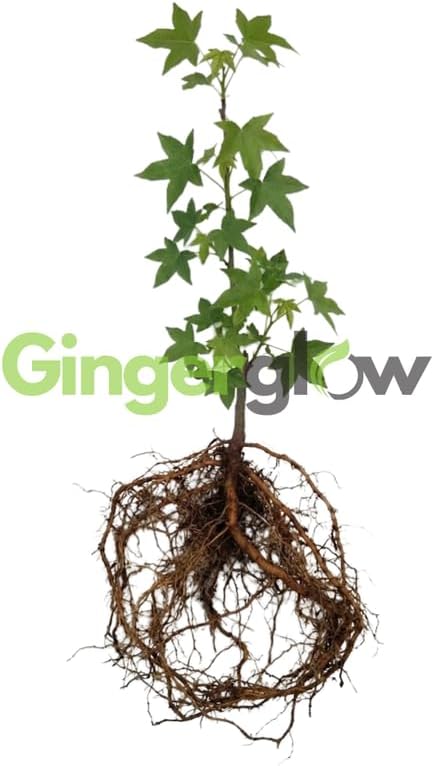 10 Sweet Gum Tree Tree Live Plants | 1-2ft Bare Root Seedlings | Low Maintenance Shade Tree | Well-Rooted Native Plants