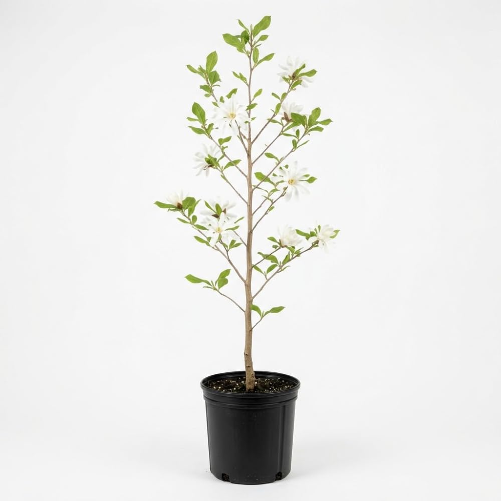 Star Magnolia Tree, 12-18 Inch Tall in 1 Gallon Pot, White Flowering Deciduous Shrub for Backyard and Garden Rows