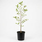 Star Magnolia Tree, 12-18 Inch Tall in 1 Gallon Pot, White Flowering Deciduous Shrub for Backyard and Garden Rows
