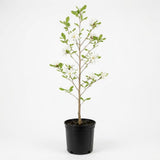 Star Magnolia Tree, 12-18 Inch Tall in 1 Gallon Pot, White Flowering Deciduous Shrub for Backyard and Garden Rows