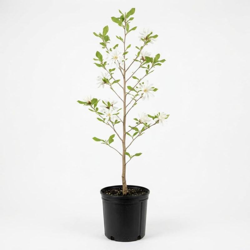 Star Magnolia Tree, 12-18 Inch Tall in 1 Gallon Pot, White Flowering Deciduous Shrub for Backyard and Garden Rows