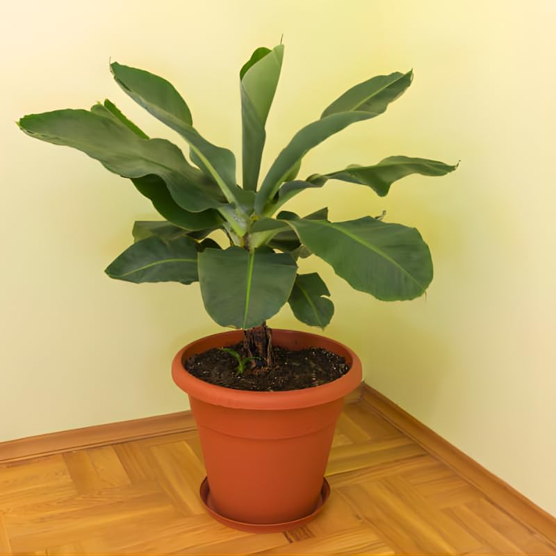 3 Dwarf Cavendish Banana Tree, Live Banana Tree 12–24 Inch Tall, Compact Tropical Banana Plant for Containers, Patios and Home Gardens