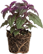 Purple Passion Plant Live, 4-5 Inch Size, Easy to Grow, Low Maintenance Tropical Velvet Vine for Bright Indirect Light