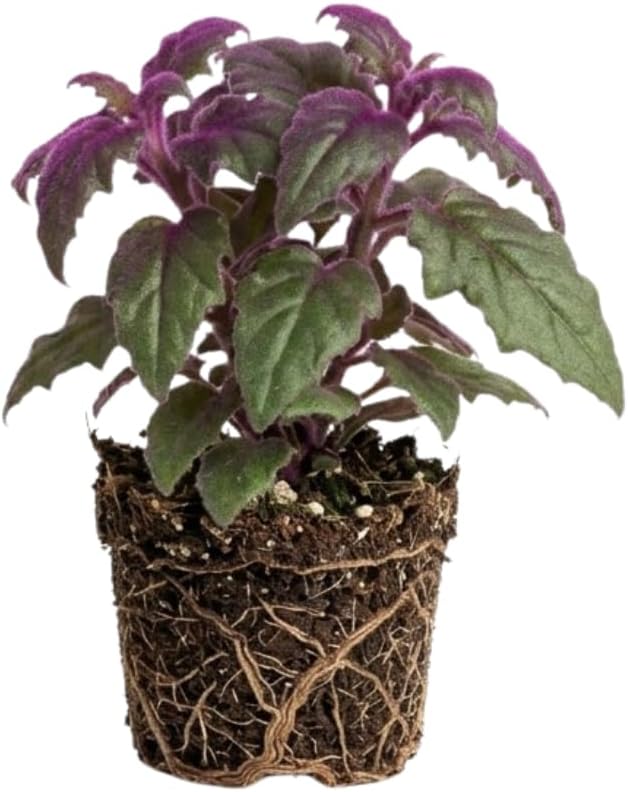 Purple Passion Plant Live, 4-5 Inch Size, Easy to Grow, Low Maintenance Tropical Velvet Vine for Bright Indirect Light