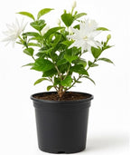 Jasmine Plant Live in 4 Inch Pot – Belle of India | Fragrant Jasmine Potted Plant Indoor | Jasmine Flower Plant for Home & Office Décor | Elegant White-Blooming Plant for Shelves, Desks