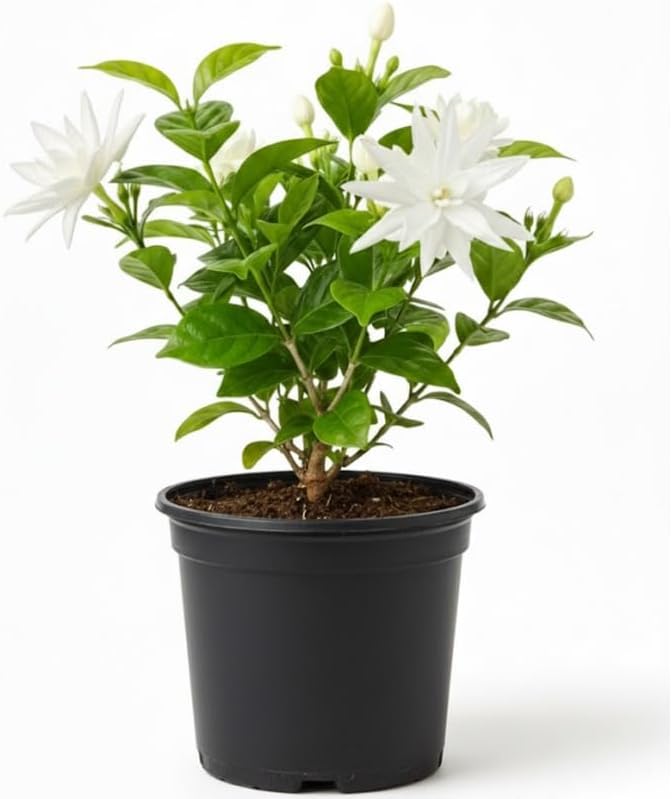 Jasmine Plant Live in 4 Inch Pot – Belle of India | Fragrant Jasmine Potted Plant Indoor | Jasmine Flower Plant for Home & Office Décor | Elegant White-Blooming Plant for Shelves, Desks