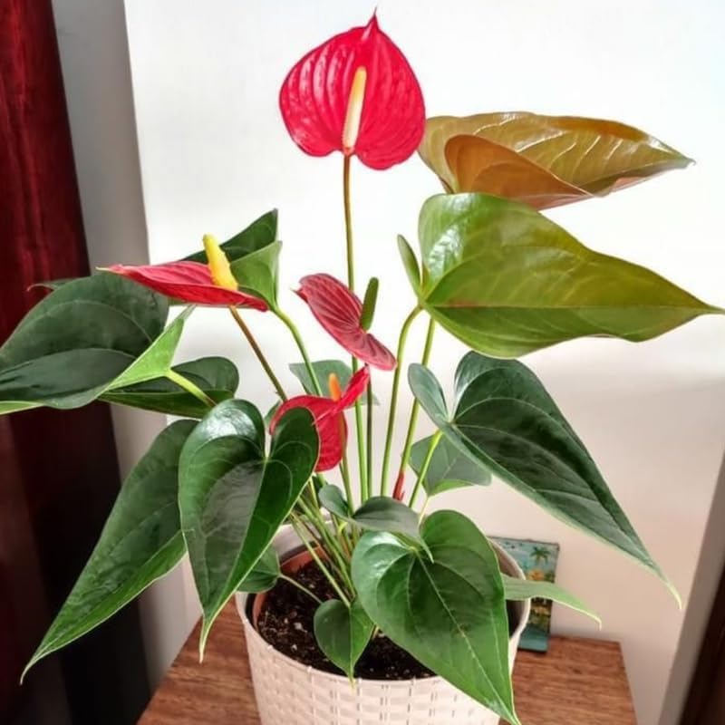 Anthurium Live Plant - Red Anthurium, Aturios Planta Viva in 4 Inch Pot, Air Purifying Flowering Indoor Houseplant, Home, Room, or Office Décor, Easy to Grow