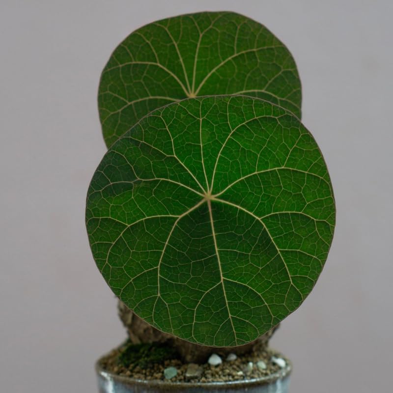 Stephania Cephalantha Caudex Live Plant in 3.5 – 4" Inch Pot | Beginner-Friendly Indoor Plant | Enhances Minimalist & Interiors | Thoughtful Gift for Plant Fans