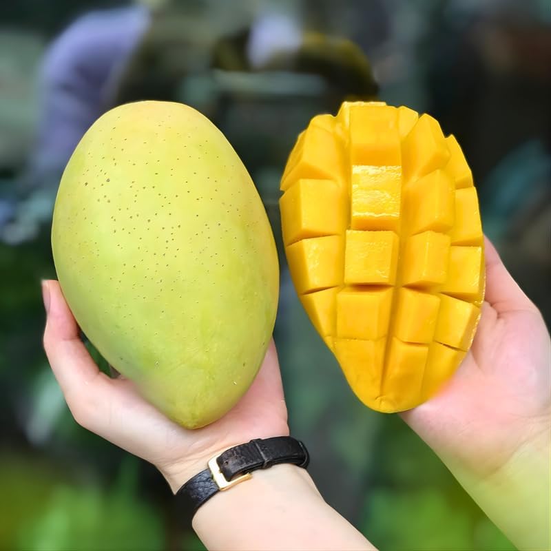 Sweet Carrie Mango Tree Live Plant | 2.5–3 Ft Tall | Tropical Mango Variety for Backyard Growing, Patio Spaces & Home Gardens | No Ship CA, HI, AK