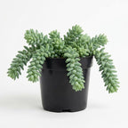 Live Succulents Donkey Tails in 4 Inch Pot, Air-Purifying, Low Maintenance, Perfect for Home and Office Décor, Easy Care Starter Plants