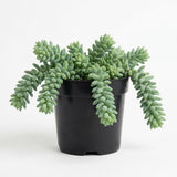 Live Succulents Donkey Tails in 4 Inch Pot, Air-Purifying, Low Maintenance, Perfect for Home and Office Décor, Easy Care Starter Plants