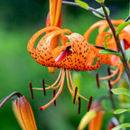 5 Tiger Lily Bulbs - Turk's Cap Lilium Superbum, Orange Flowering Perennial for Shady Garden Borders, Low Maintenance Native Flowering Perennial for Sun