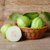 Guava Plants Live for Planting - Thai White Guava Tree, 2-3 Foot Tall Potted Plant, 3 Gallon Size, Easy Care Tropical Greenery, Fruit Tree for Home Landscapes (No Ship to CA, HI, AK)
