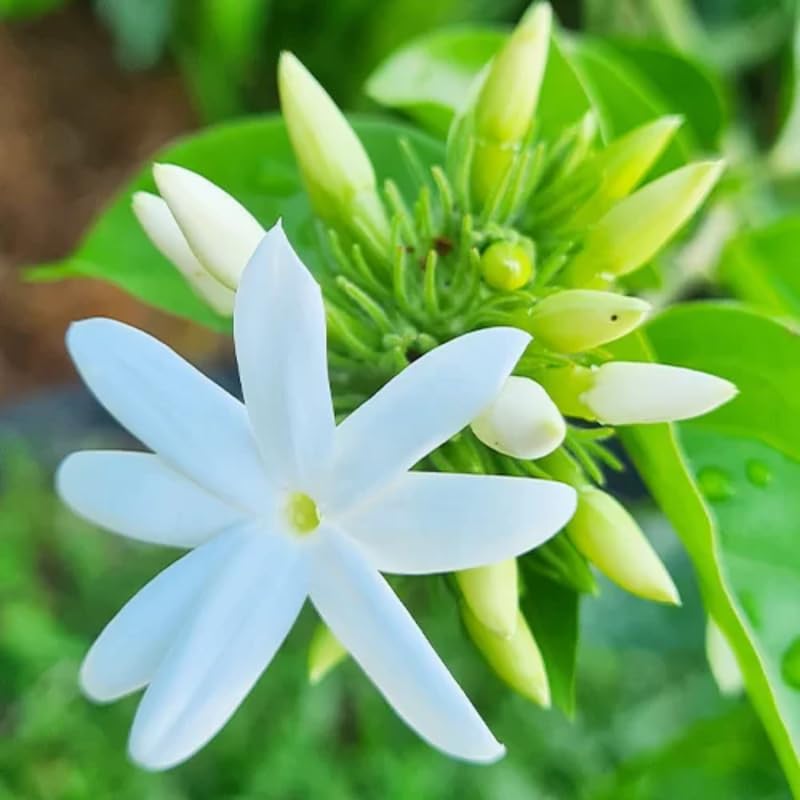 Belle of India Jasmine Plant Live | Size 4 to 5 Inch Tall | Housewarming Friendship Gifts for Women Best Friend Presents for Mom Birthday Gift for New Home