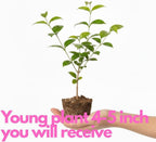 Grand Duke Jasmine Plant 5–8 Inches, Arabian Jasmine Shrub, Fragrant Flowering Plant, Easy Care Potted Starter, Flowering Shrub for Sunny Windowsills, Indoor Outdoor Plant
