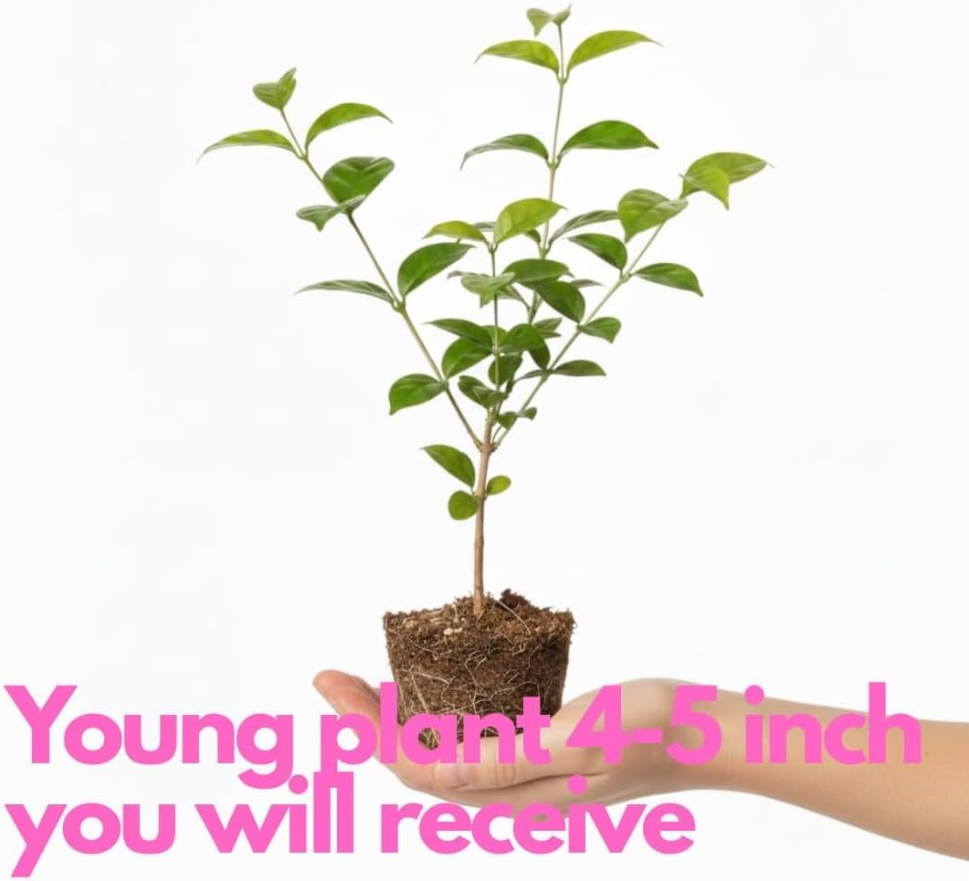Grand Duke Jasmine Plant 5–8 Inches, Arabian Jasmine Shrub, Fragrant Flowering Plant, Easy Care Potted Starter, Flowering Shrub for Sunny Windowsills, Indoor Outdoor Plant