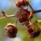 2 Chinese Chestnut Tree Live Plant – 2 to 3 Ft Tall | Sweet Nut-Producing Tree for Home Orchards | Hardy and Fast-Growing