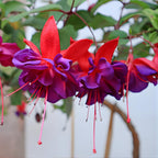 Fuchsia Plants Live, Gold and Red Foliage, 6-12 Inch Tall, Autumnale Variety, Trailing Flowering Plant, Ideal for Hanging Baskets