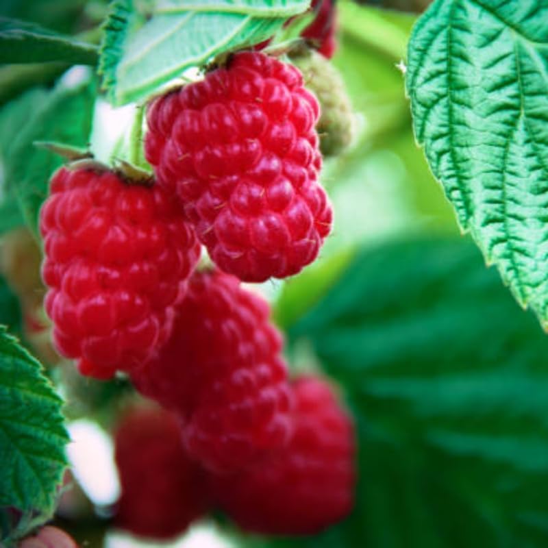 Red Raspberry Bushes Live Plant, 3 Inch Tall Bare Root Seedling, Rubus Idaeus Edible Berry Shrub, Summer Fruiting Plant for Backyard and Garden