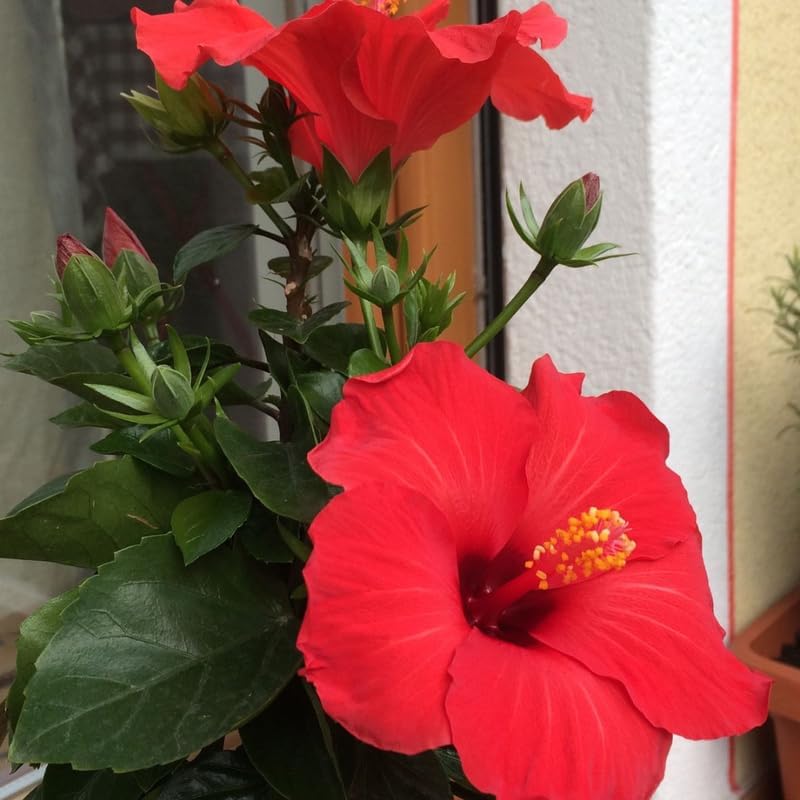 2 Red Althea Live Plants (Rose of Sharon) | 12–18 Inch Tall Flowering Trees | Red-Flowering Hibiscus Shrubs for Outdoor Planting, Landscaping & Garden Beds