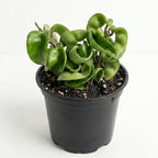 Hoya Hindu Rope Plant Live, 3 Inch Pot, Potted Crinkle Leaf Wax Plant, Unique Curly Indoor Vine for Home and Office Décor