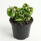Hoya Hindu Rope Plant Live, 3 Inch Pot, Potted Crinkle Leaf Wax Plant, Unique Curly Indoor Vine for Home and Office Décor