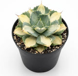 Variegated Agave Succulent Plant, 4" Pot, Robust Agave Isthmensis Hoji Raijin with Spiky Rosette, Sturdy Growth for Desks