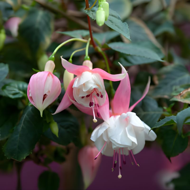 Fuchsia Plants Live, Gold and Red Foliage, 6-12 Inch Tall, Autumnale Variety, Trailing Flowering Plant, Ideal for Hanging Baskets